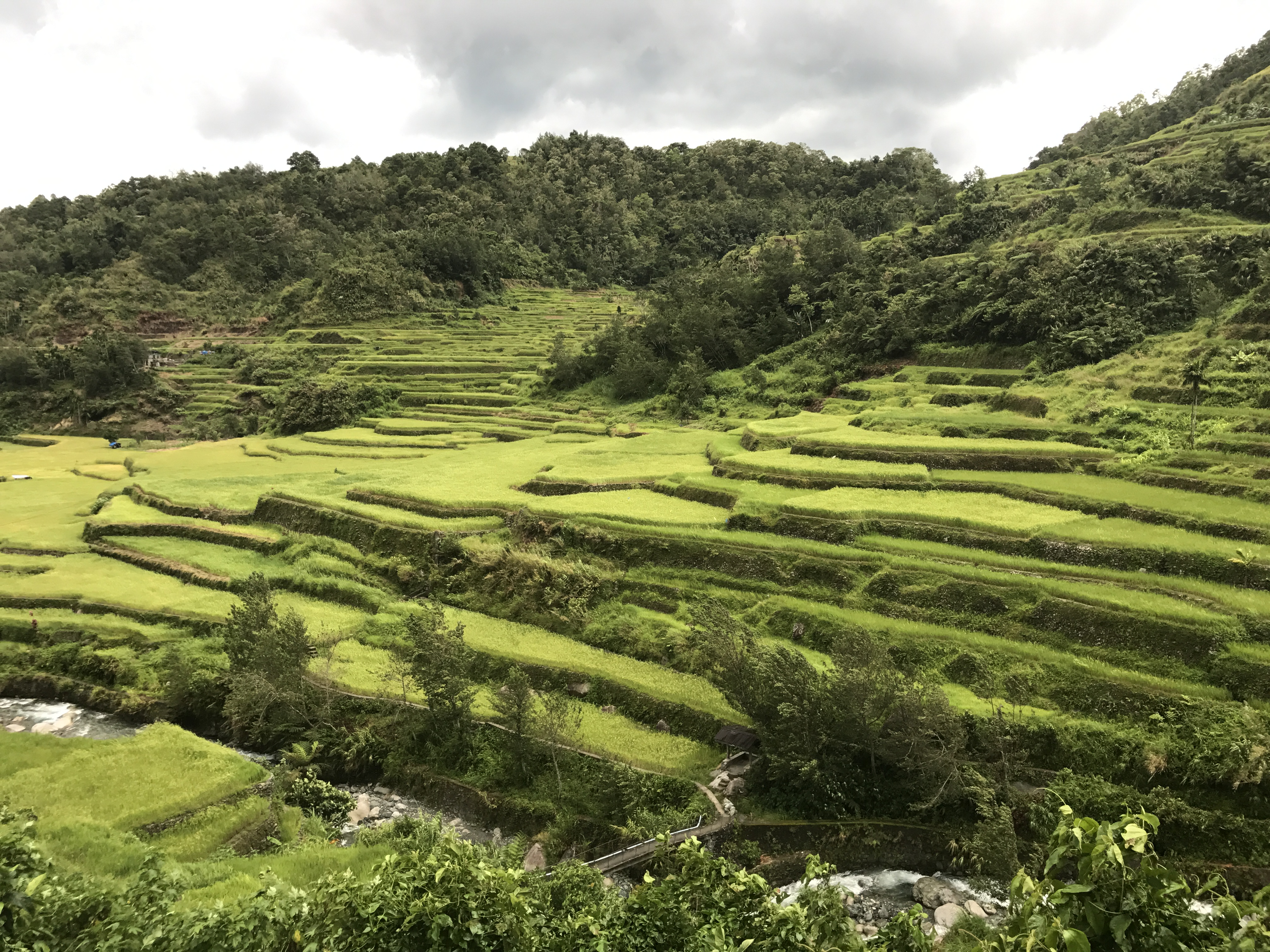 Rice Terraces in Northern Philippines