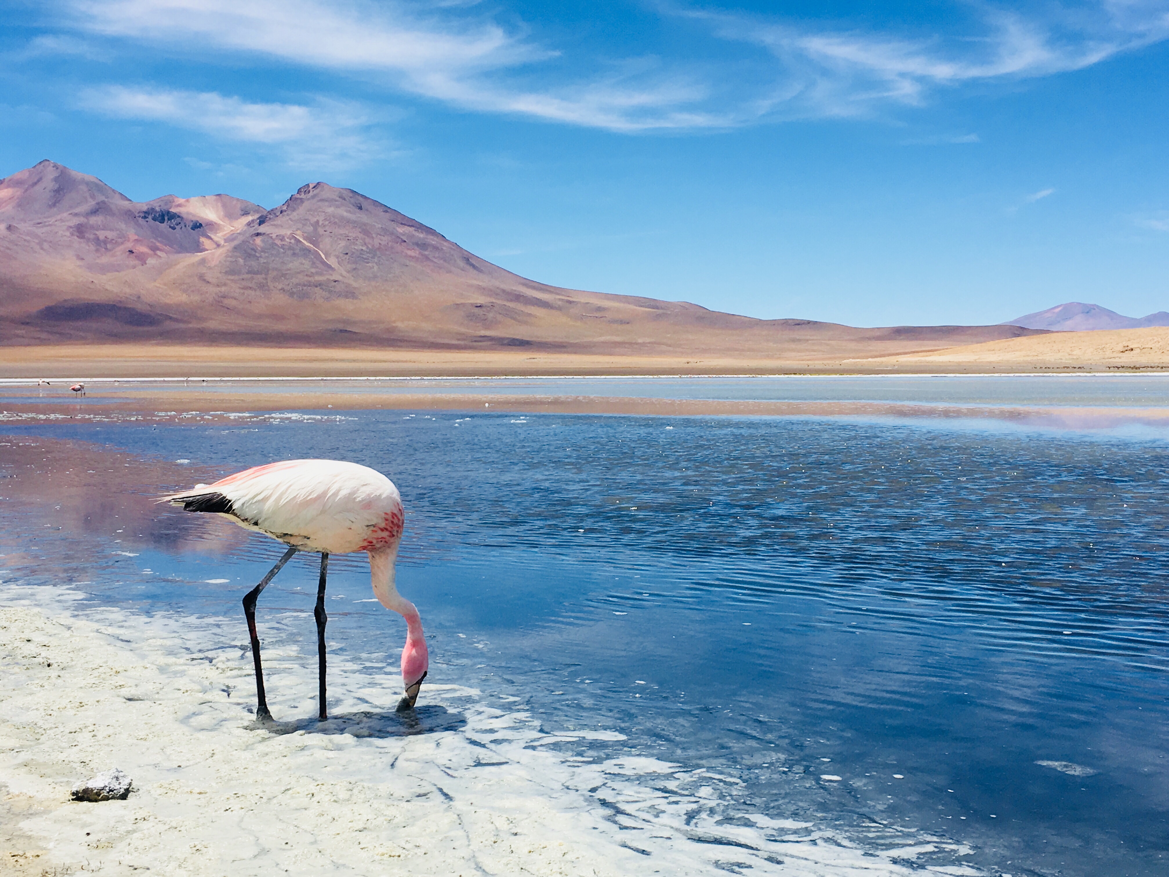 The 5 essentials tips you need to know before your trip to salar de uyuni (Flamingo)