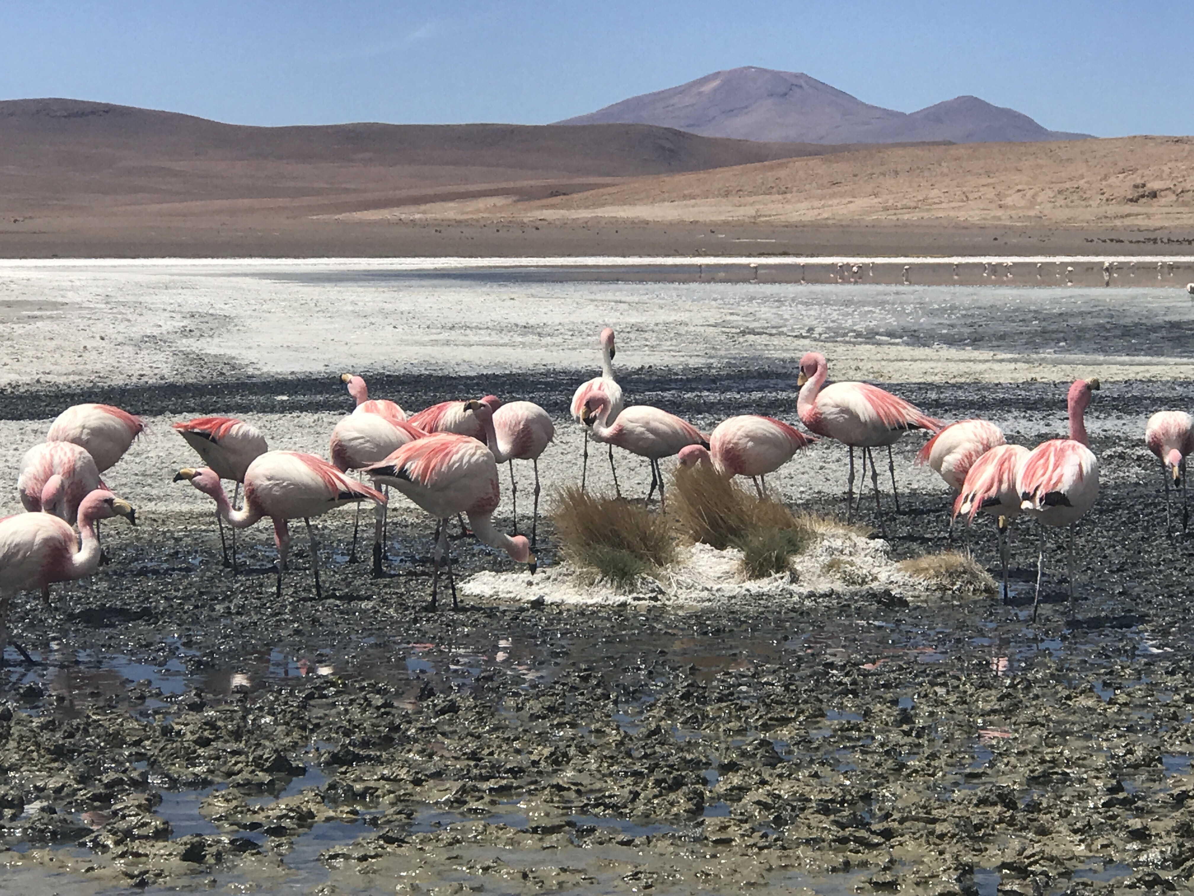 The 5 essentials tips you need to know before your trip to salar de uyuni (Flamingos)